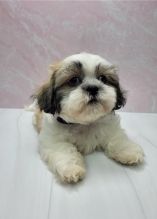 Shih Tzu Puppies available Image eClassifieds4u 2