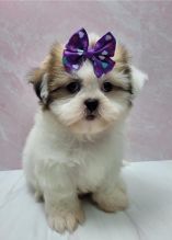 Shih Tzu Puppies - Updated On All Shots Available For Rehoming Image eClassifieds4u 3