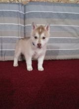 Sweet Siberian Husky Puppies Image eClassifieds4u 2