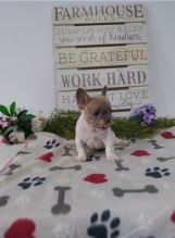 There are male and female French Bulldog pups. Image eClassifieds4u 2