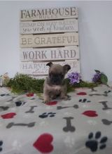 Two French Bulldog puppies available Image eClassifieds4u 2