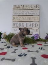 Two French Bulldog puppies available Image eClassifieds4u 3