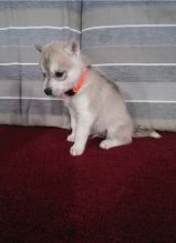 Well Trained Siberian Husky Puppies Ready For Good Home Image eClassifieds4u 2