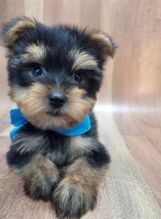 Yorkie Puppies for Adoption Image eClassifieds4u 4