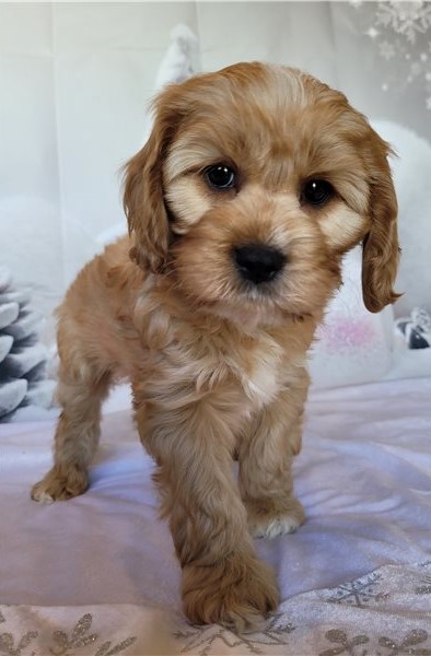 Male and Female Cavapoo Puppies for adoption Image eClassifieds4u