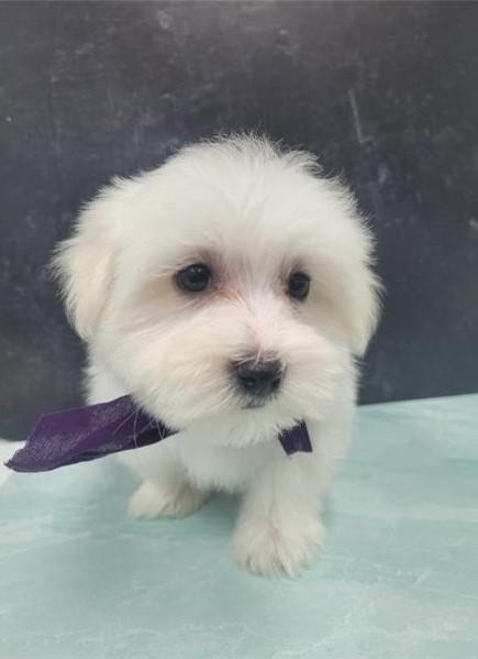 Male and female Maltese puppies For Adoption Image eClassifieds4u