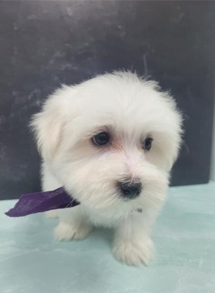 Male and female Maltese puppies For Adoption Image eClassifieds4u