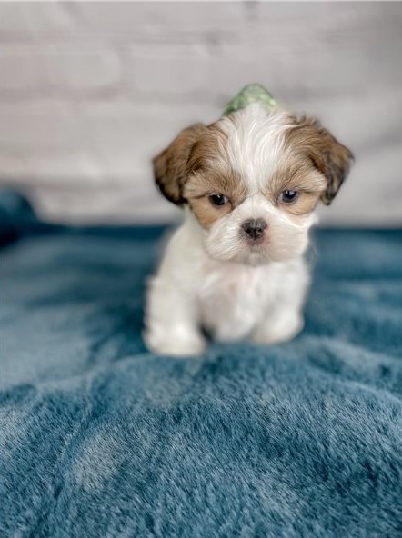 Priceless Shih Tzu Puppies Ready For Adoption Image eClassifieds4u