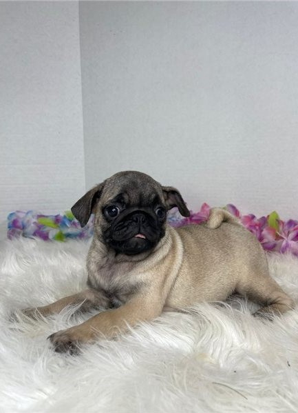 Pug puppies available in good health condition for new homes Image eClassifieds4u