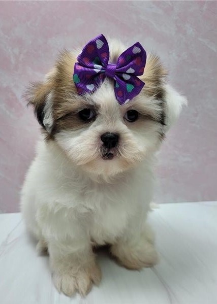 Shih Tzu Puppies - Updated On All Shots Available For Rehoming Image eClassifieds4u