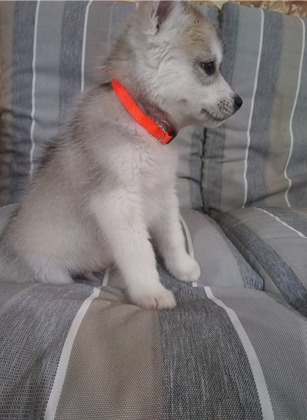 Siberian Husky puppies available in good health condition for new homes Image eClassifieds4u