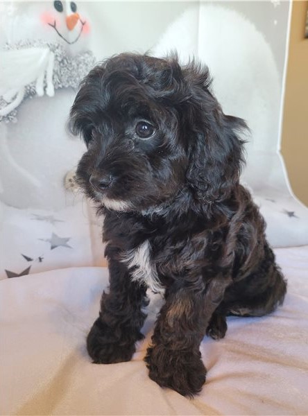 Super adorable Cavapoo puppies. Image eClassifieds4u