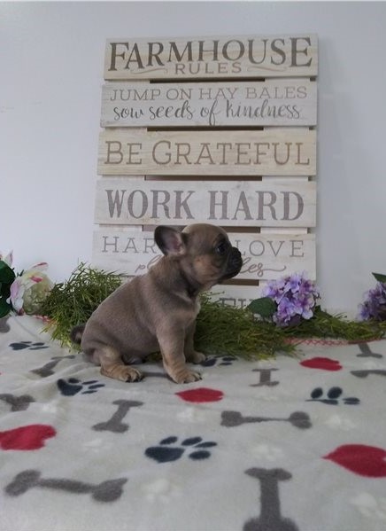 Two French Bulldog puppies available Image eClassifieds4u
