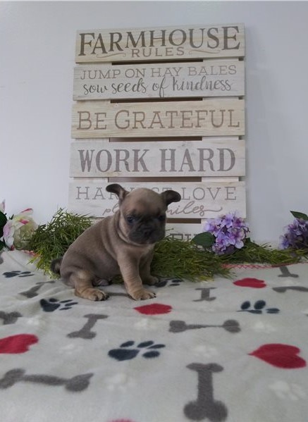 Two French Bulldog puppies available Image eClassifieds4u