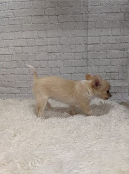 Well Socialized Chihuahua Puppies For Re-Homing Image eClassifieds4u