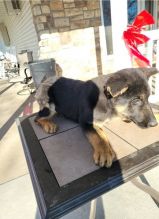 German Shepherd Puppies For Adoption