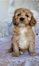 HEALTHY C.K.C CAVAPOO PUPPIES