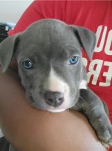 LOVELY CKC PITBULL PUPPIES