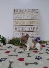Lovely French Bulldog Puppies For Rehoming