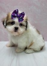 Shih Tzu Puppies Ready For Adoption