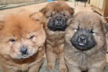 Available!!! Chocolate Carrying Chow Chow Puppies/Edmonton 👉👉💌(ellysen40@gmail com)