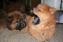 Available!!! Chocolate Carrying Chow Chow Puppies/Toronto - GTA 👉👉💌(ellysen40@gmail com)