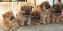 Available!!! Chocolate Carrying Chow Chow Puppies/Edmonton 👉👉💌(ellysen40@gmail com) Image eClassifieds4u 2