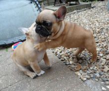 Offering Stunning Apple🍎Head French Bulldog 👉📩(cutest.frenchies@outlook.com) Image eClassifieds4U
