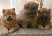 Available!!! Chocolate Carrying Chow Chow Puppies/Quebec 👉👉💌(ellysen40@gmail com) Image eClassifieds4u 2