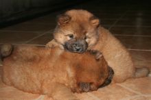 Available!!! Chocolate Carrying Chow Chow Puppies/Windsor 👉👉💌(ellysen40@gmail com) Image eClassifieds4u 3