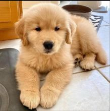 Male and Female Golden Retriever Puppies Available (lorjuans937473@gmail.com)