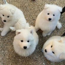 Purebred Samoyed Puppies for Adoption (lorjuans937473@gmail.com)
