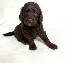 Black and Red Co ckapoo puppies
