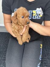 Black and Red Co ckapoo puppies Image eClassifieds4u 2