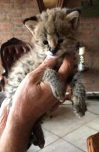 Buy Serval – 13 weeks old – Female – Lisa- Neutered
