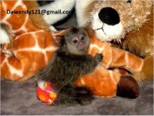 Friendly Baby Finger Marmoset Monkeys for salle. 9092967704
