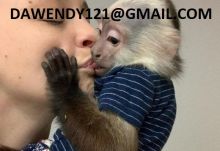 Healthy Baby Capuchin Monkeys now ready for sale##