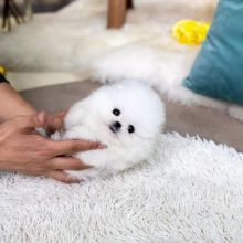 Socialized Teacup Pomeranian Puppies for sale now
