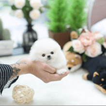 Super Charming Teacup Pomeranian Puppies now for sale