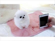 Pure Breed Teacup Pomeranian Puppies now available for sale Image eClassifieds4U