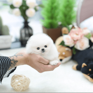 Super Charming Teacup Pomeranian Puppies now for sale Image eClassifieds4u