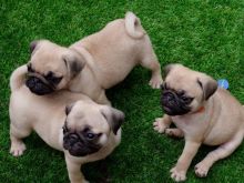 AMAZING PUG PUPPIES AVAILABLE FOR 5⭐️HOMES!!EMAIL👉💌babydullface2010@outlook.com