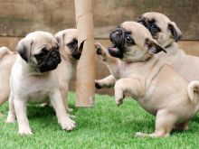 AMAZING PUG PUPPIES AVAILABLE FOR 5⭐️HOMES IN Nanaimo!!EMAIL👉💌babydullface2010@outlook.com