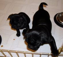 AMAZING PUG PUPPIES AVAILABLE FOR 5⭐️HOMES!!EMAIL👉💌babydullface2010@outlook.com Image eClassifieds4u 4