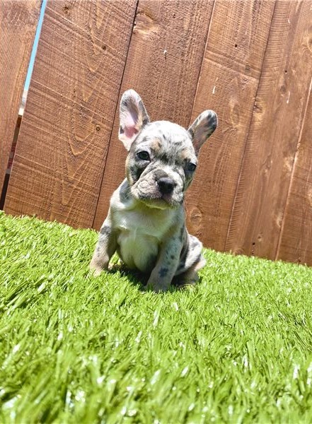 ??Cute French Bulldog puppies Available ?? Image eClassifieds4u