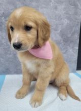 Adorable male and female Golden Retriever