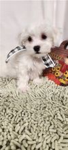 Cute loving and adorable male and female Maltese puppies ready for adoption