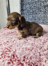 DACHSHUND PUPPIES AVAILABLE FOR ADOPTION