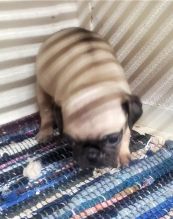 Lovely and adorable male and female Pug puppies ready for adoption