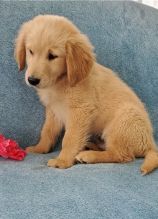 Lovely Male and Female Golden Retriever